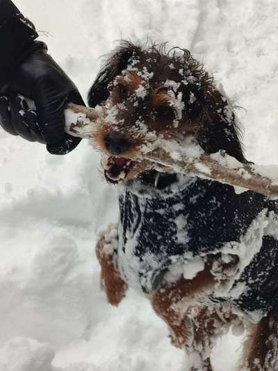 Mein Junghund flippt im Schnee total aus-Beitrag-Bild