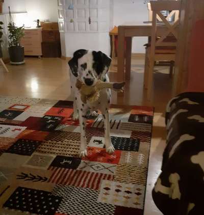 19. Handy - Foto - Challenge-Beitrag-Bild