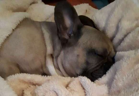 Zeigt her eure Frenchi-Beitrag-Bild