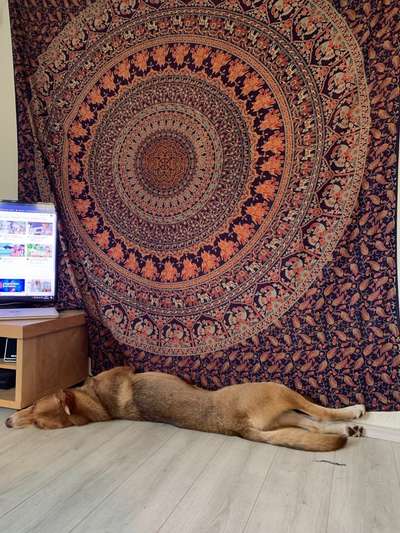 Zeigt mir die lustigsten Schlafpositionen eurer Fellnasen-Beitrag-Bild