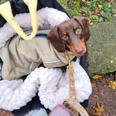 Hundetreffen-Welpen treffen auf dem Marienberg-Bild