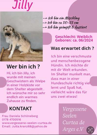 Tierschutzhunde suchen ein Zuhause-Beitrag-Bild
