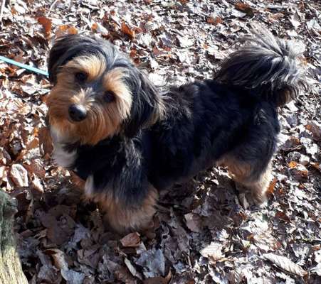 Havaneser dabei?:)-Beitrag-Bild