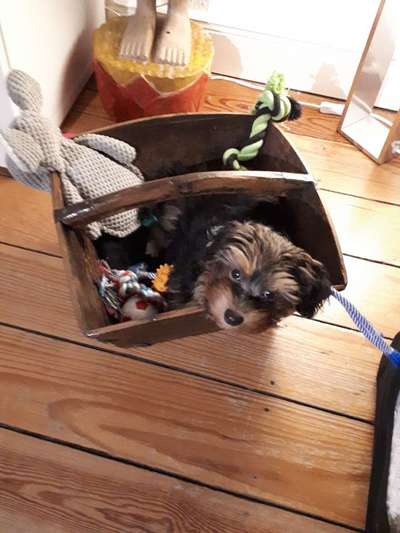 Welpen Bilder !-Beitrag-Bild