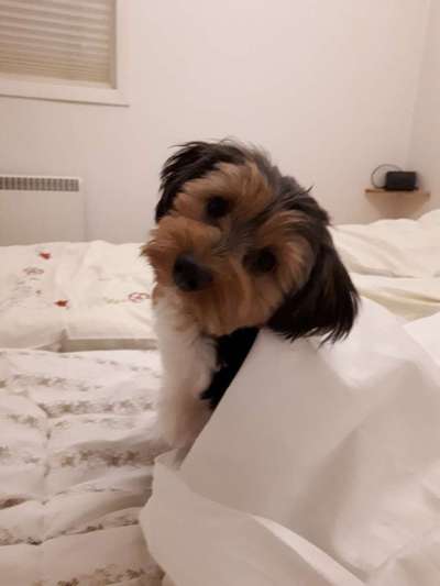 Darf der Hund bei Euch im Bett schlafen?-Beitrag-Bild