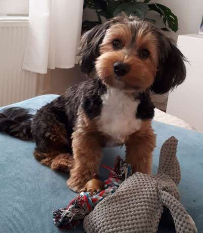 Die Dogorama Kalender Challenge Titelbild-Beitrag-Bild