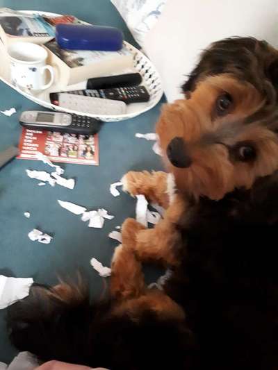 Flat Coated Retriever-Beitrag-Bild