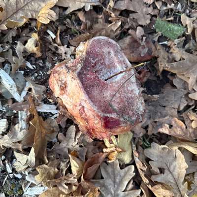 Giftköder-Knochenteile-Bild