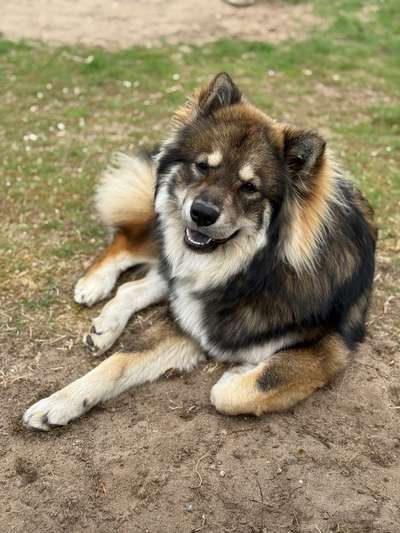 Eurasier hier?-Beitrag-Bild