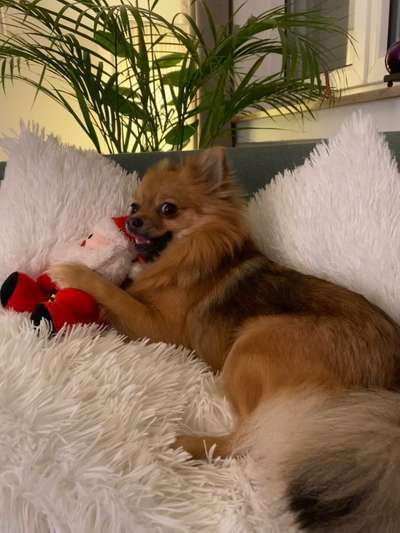 Hundetreffen-Lilo sucht Spielkameraden-Bild