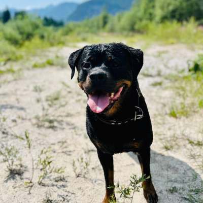 Hundetreffen-Neue freunde kennenlernen-Bild