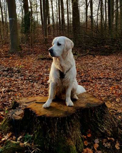 Wo sind die Golden Retriever Liebhaber?-Beitrag-Bild