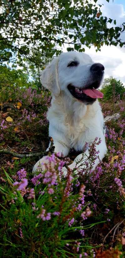 Die Dogorama Kalender Challenge Titelbild-Beitrag-Bild