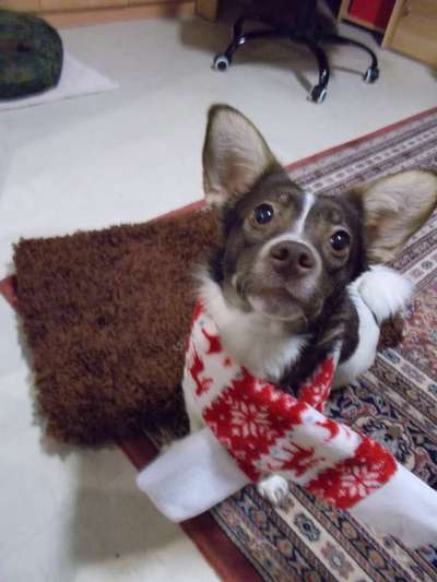 Wie heißt dein Hund?-Beitrag-Bild