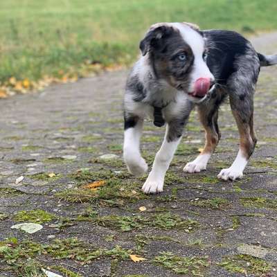 Hundetreffen-Welpentreffen rund um Plauen-Bild