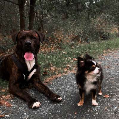 Hundetreffen-Social Walk und Treffen zum Spielen-Bild