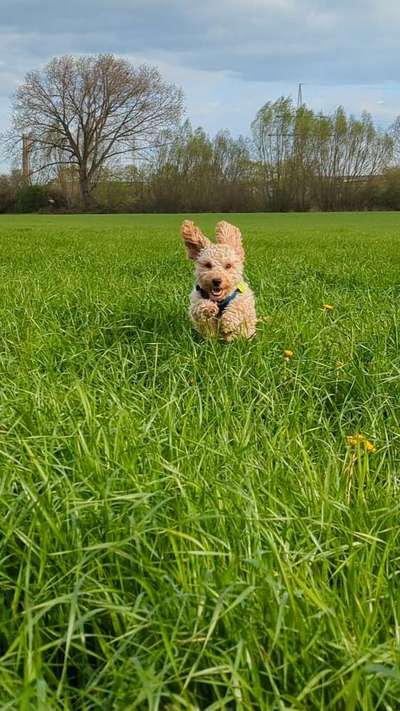 61. Handyfotochallenge - der springende Hund-Beitrag-Bild