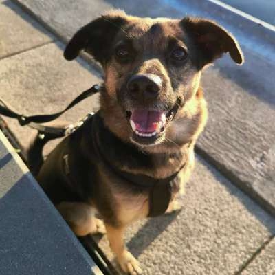 Hundetreffen-Sozializierung nötig-Bild