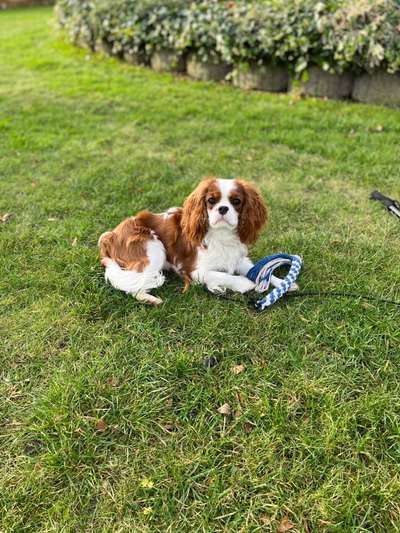 Cavalier King Charles Spaniel?-Beitrag-Bild