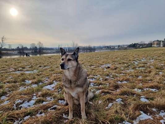 Hundetreffen-Gassi Runde an Flutrinne-Bild