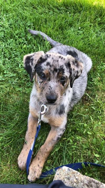 Welpen Bilder !-Beitrag-Bild