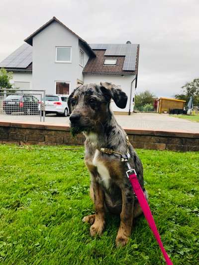 Mischlingshunde Foto Aufruf-Beitrag-Bild