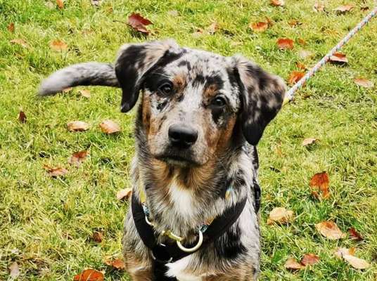 Namensvorschläge für Hündinnen-Beitrag-Bild