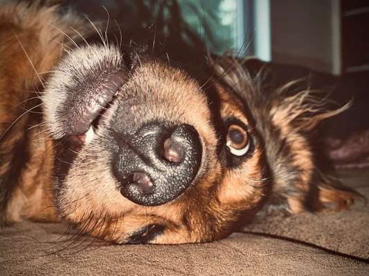 Dein Hund im Dogorama-Kalender 2021-Beitrag-Bild