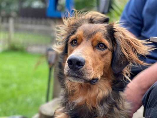 Dein Hund im Dogorama-Kalender 2021-Beitrag-Bild