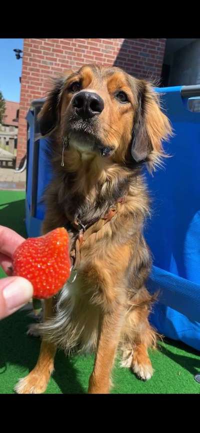 Dein Hund im Dogorama-Kalender 2021-Beitrag-Bild