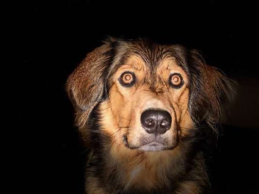 Dein Hund im Dogorama-Kalender 2021-Beitrag-Bild