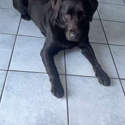 aktuelles Foto Gruppe Backen für Hunde