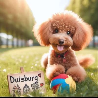 Hundetreffen-Pudeltreffen Sonntag 15 h Duisburg Regattabahn-Bild