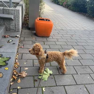 Hundetreffen-Duisburger Pudelgruppe / auch Doodle / Cockerpoo etc-Bild