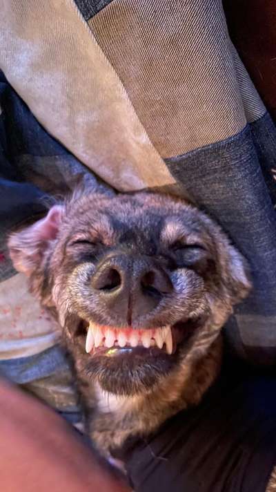 Dogorama Photo Challenge - Einmal lächeln bitte-Beitrag-Bild