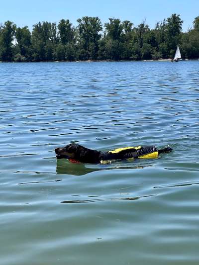 Sicheres Schwimmen mit Hund - Eure Erfahrungen und Tipps-Beitrag-Bild