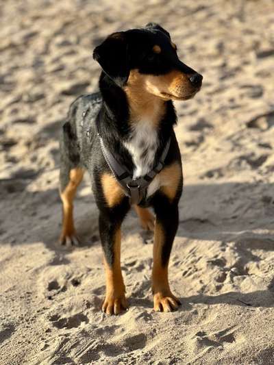 Mischlinge raten - Rätselspaß-Beitrag-Bild