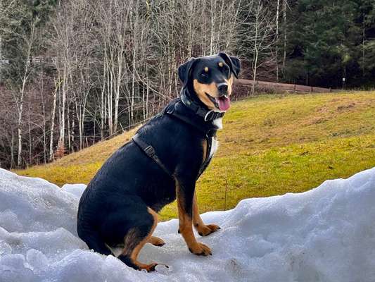 Unsere Fellnasen im Regenbogenland-Beitrag-Bild