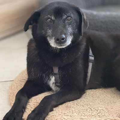 aktuelles Foto Gruppe Hunde aus dem Tierschutz