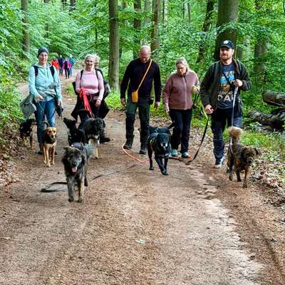 aktuelles Foto Gruppe Hunde aus dem Tierschutz