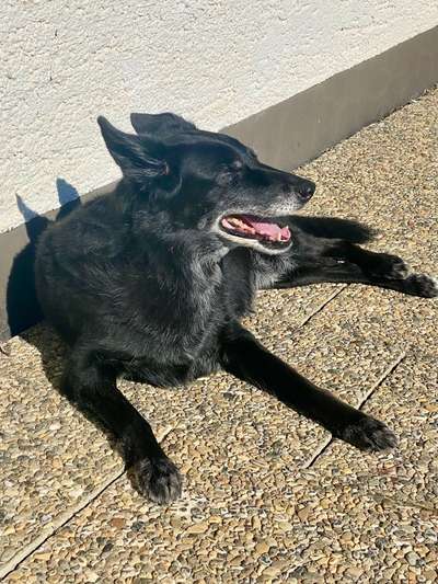 Unsere Fellnasen im Regenbogenland-Beitrag-Bild