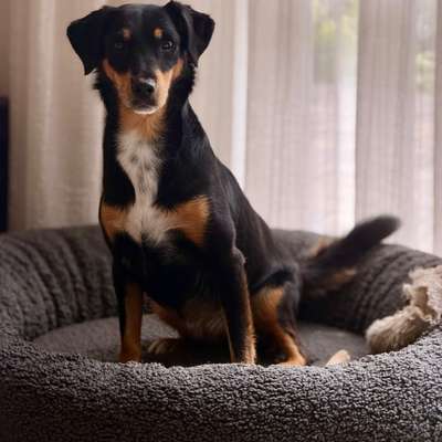 aktuelles Foto Gruppe Hunde aus dem Tierschutz