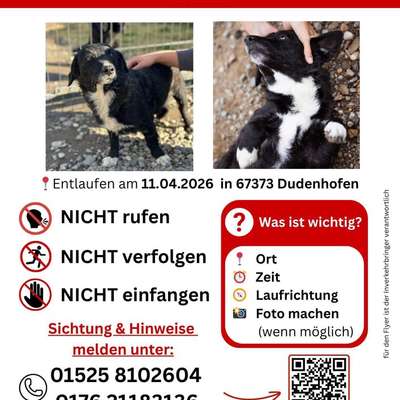 Suchmeldung-Bobi-Bild