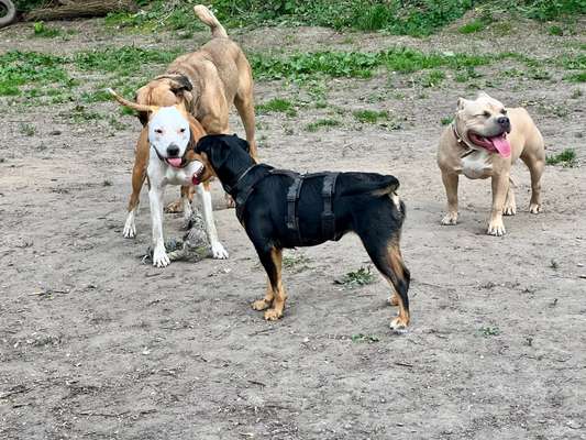 Doggos aus dem Tierschutz. Erzählt mal...-Beitrag-Bild