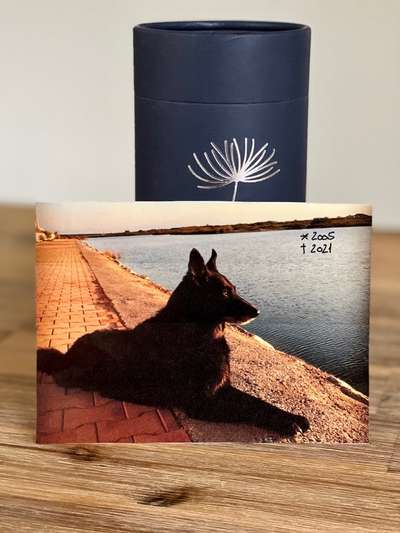 Unsere Fellnasen im Regenbogenland-Beitrag-Bild