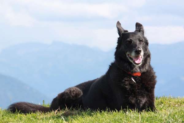 Unsere Fellnasen im Regenbogenland-Beitrag-Bild