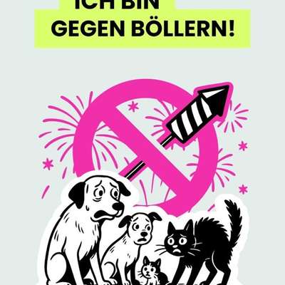 aktuelles Foto Gruppe Hunde aus dem Tierschutz