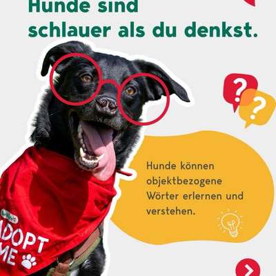 aktuelles Foto Gruppe Hunde aus dem Tierschutz