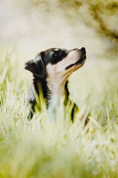 Doggos aus dem Tierschutz. Erzählt mal...-Beitrag-Bild