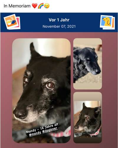 Unsere Fellnasen im Regenbogenland-Beitrag-Bild